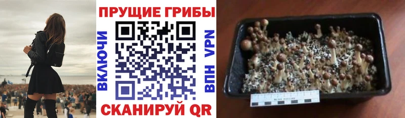 купить наркотик  Беслан  Псилоцибиновые грибы Cubensis 